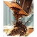 Honey Bees - Packages 3lb
